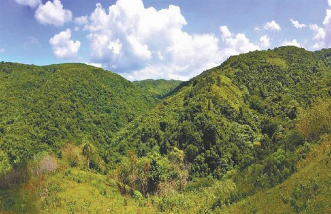 Los bosques de América Latina y el Caribe son claves para sostenibilidad ambiental y seguridad alimentaria del planeta