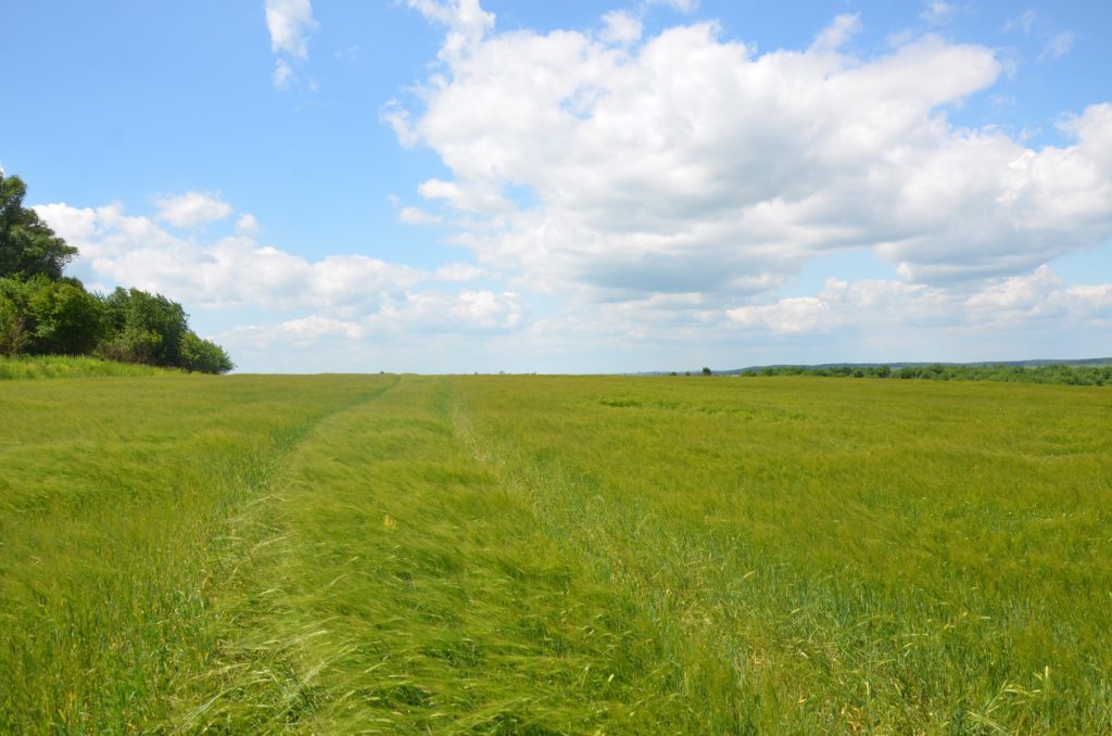 FAO y Canadá se unen para hacer frente al déficit de almacenamiento de cereales