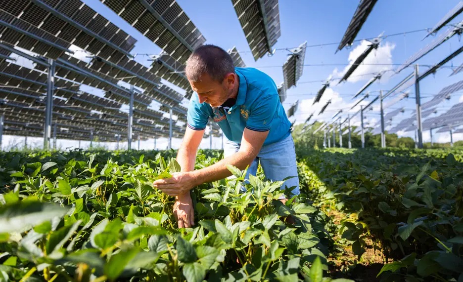 Agrofotovoltaica: Una doble oportunidad para Latinoamérica y El Caribe