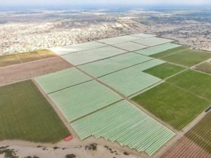 BID Invest y Pura Fruit se unen para incrementar la producción y productividad de la industria agroexportadora