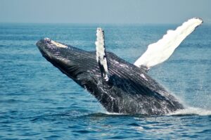 Promueve Despegar turismo sostenible para avistamiento ballenas en México