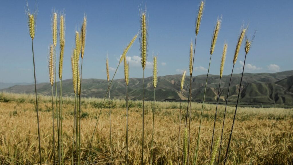 El índice de precios de los alimentos de la FAO vuelve a disminuir